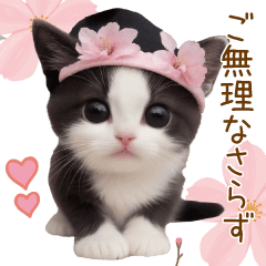 可愛いハチワレ猫 春の思いやり 敬語