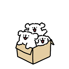 Maltese puppy life7