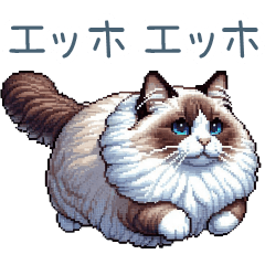 エッホで伝えるラグドール【ネコ、面白い】