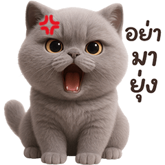 Gray Kitten So Cute