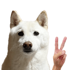 シロちゃんピース