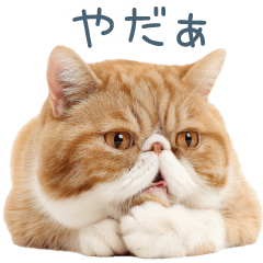 断るエキゾチックショートヘア【猫】
