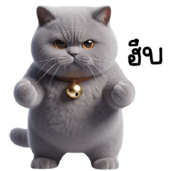 Gray Betis cat, golden bell, fluffy fur