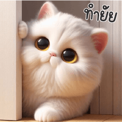 White Fluffy Chubby cat