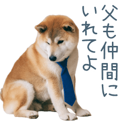 実写父しば犬【連絡・家族】