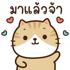 ทองถัง แมวสลิดครีม
