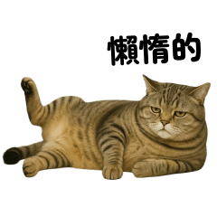 Cat name salid (TWN)