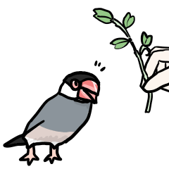 桜文鳥チャッピー第5弾