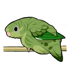 Lineolated Parakeet MUI