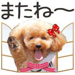 動くトイプーらっちゃんのよく使う言葉編1