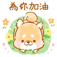 體貼❤療癒的柴犬❤
