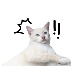 Meowya?