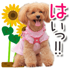 トイプーらっちゃんの夏<よく使う言葉>