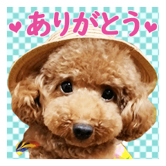 トイプードル日常会話6(基本)夏色デカ文字