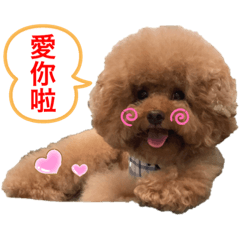 紅貴賓「啾啾歐巴」3