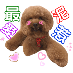 紅貴賓「啾啾歐巴」6