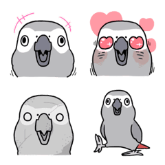 Grey Parrot's face